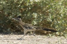 roadrunner.jpg