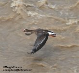 lesser white fronted goose 4.jpg