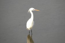 Chinese Egret.jpg