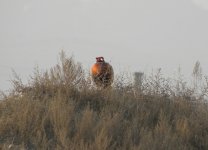 Common Pheasant.jpg