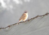 Meadow Bunting.jpg