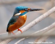 kingfisher2.jpg