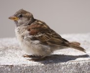 k13_IMG_3421_juvenile_House_Sparrow.jpg