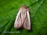 shoulder-striped wainscot ex9778 (800).JPG