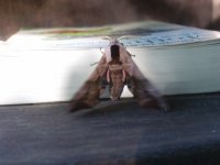 Eyed Hawkmoth 20100604.JPG