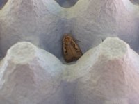 Setaceous Hebrew Character 20100604.JPG