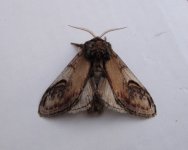 DSC02940 - Pebble Prominent.jpg