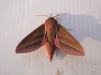 DSC02961 - Elephant Hawkmoth.jpg