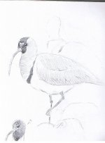 Ibisbill 3 (2).jpg