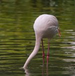 flamingo G1 panzm18mm sw30x P1100618.jpg