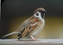 tree sparrow G1 panzm14mm sw30x_1880013.jpg