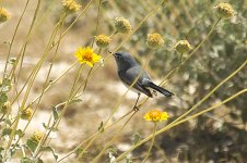 gnatcatcher.jpg