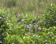 Pied Kingfishers.jpg