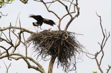 pallas fish-Eagle landing on nest.jpg