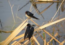 Barn Swallows.jpg