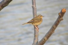 Olive-backed Pipit.jpg