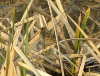 Red-throated Pipit.jpg