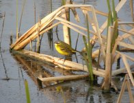 Yellow Wagtail.jpg