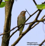 tiaga flycatcher s.jpg