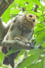 Spotted Wood Owl (Juv).jpg