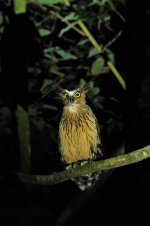 Buffy Fish Owl.jpg