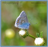 M common blue.jpg