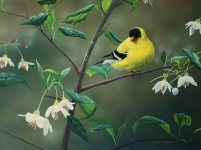 goldfinch and snowbells1.JPG