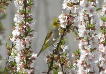 Chestnut-sided White-eye.jpg