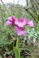 Butterfly-Orchid-(Orchis-papilionacea).jpg