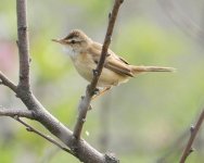 Manchurian Reed Warbler.jpg