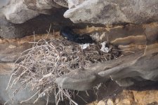 k12_IMG_7268_Raven_nest__two_chicks_one_awake__REDUCED.jpg