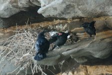 k12_IMG_7538_Raven_nest__parent_and_one_chick_begging__REDUCED.jpg