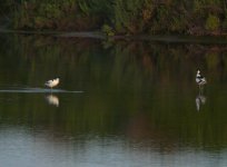 Avocets_Cabanas_200410a.jpg