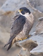 k12_IMG_9720_Peregrine_Falcon__66.7%_CROP.jpg