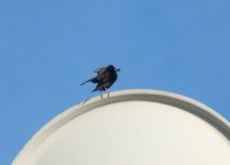 Spotless_Starling_Cabanas_200410a.jpg