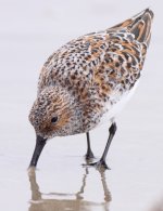 k12_IMG_8901_Sanderling__50%_CROP.jpg