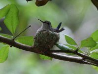 Bee Hummingbird.JPG