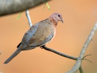 0050 laughing  dove.jpg