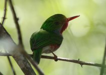 Cuban Tody.JPG