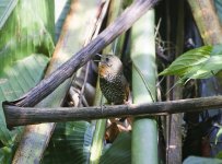 Mishmi wren Babbler.jpg