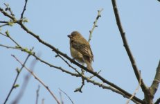 Common Rosefinch.jpg