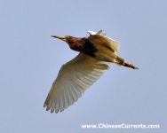 Chinese Pond Heron.jpg