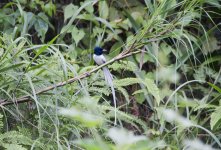 Paradise Flycatcher.jpg