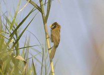 Black breasted parotbill.jpg