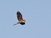 IMG_6484_Purple Heron.jpg