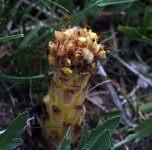 broomrape9x6.jpg