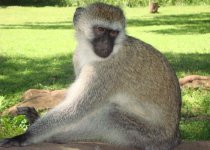 Vervet-monkey.jpg