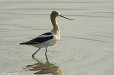 avocet.jpg