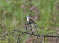 Richmond Park Red Backed Shrike 5.jpg