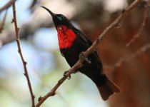 Hunters Sunbird.jpg